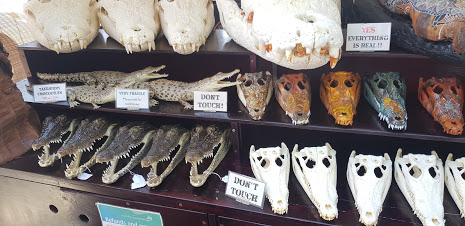 Only in Darwin can you buy crocodile heads of all descriptions