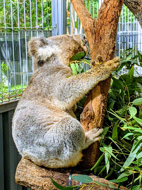 Port Macquarie Koala