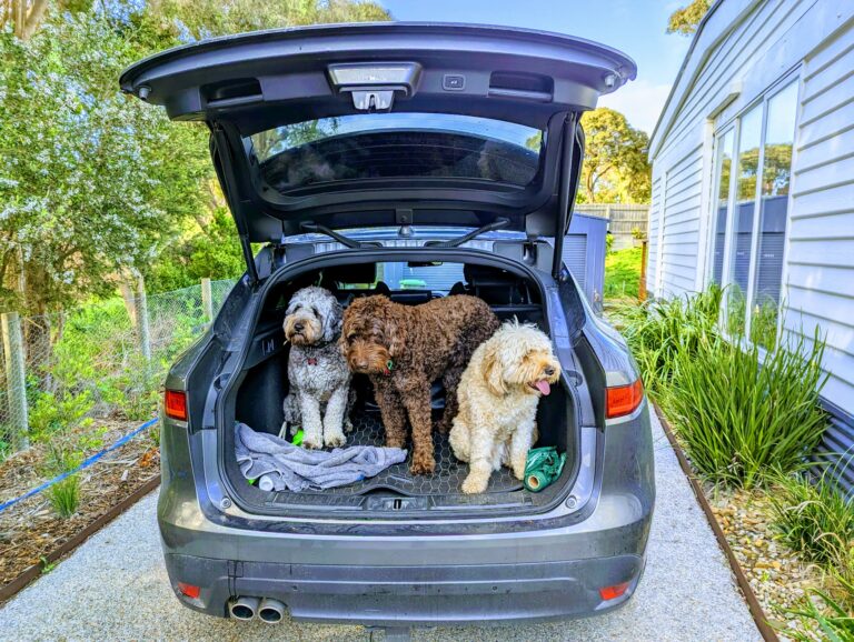 Three Oodles ready of a road trip