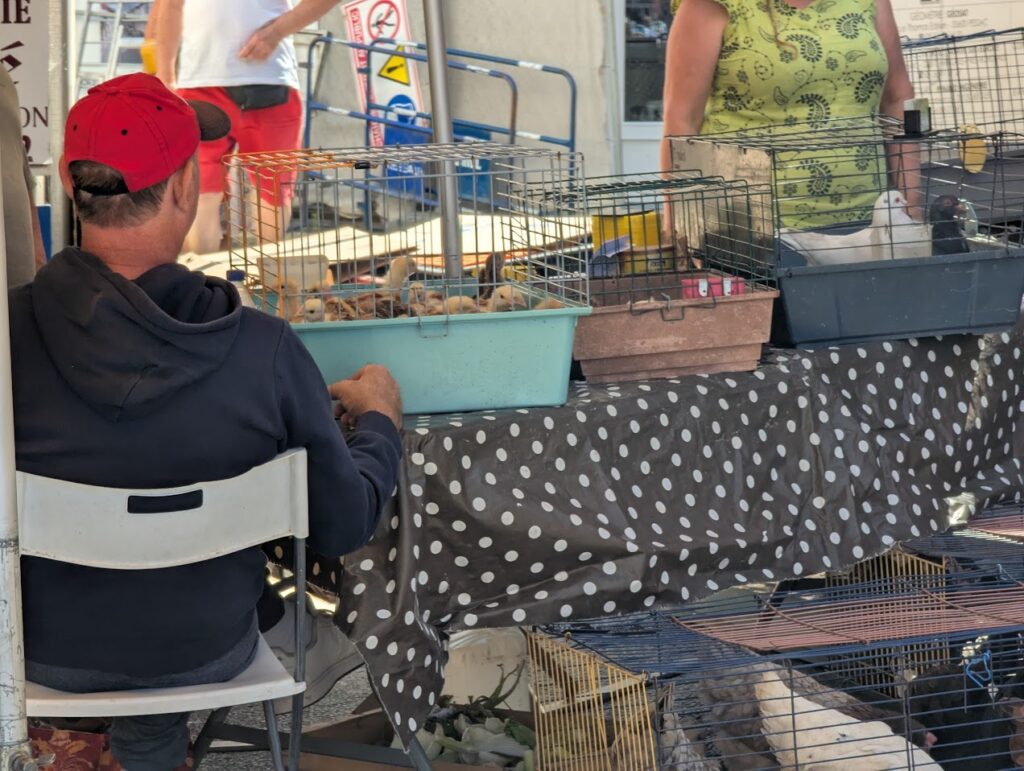 Creon market day fresh poultry