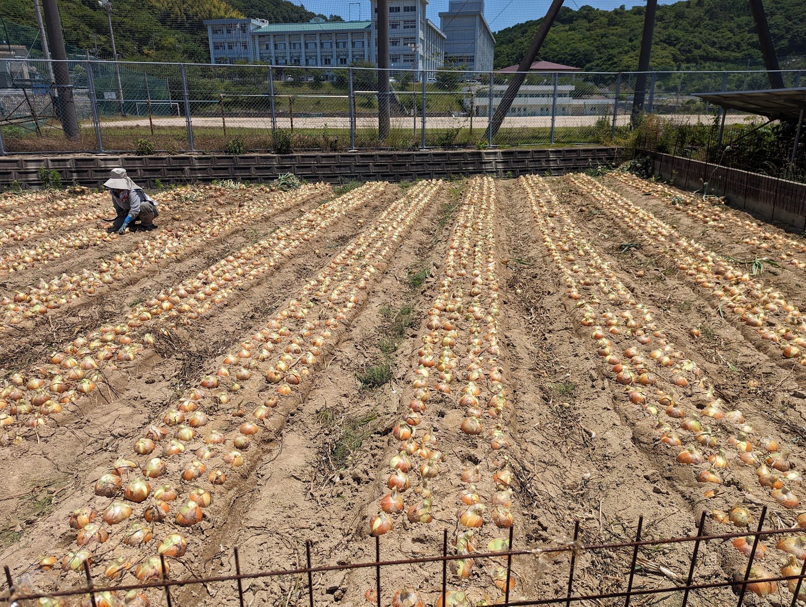 A woman in a sun hat harvesting onions by hand in a field beside the Shimanami Kaido route — June 2024