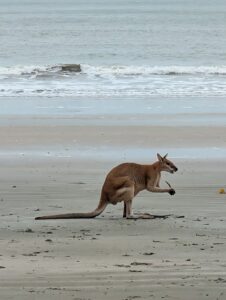Cape Hillsborough Kangaroo on the Beach at sunrise