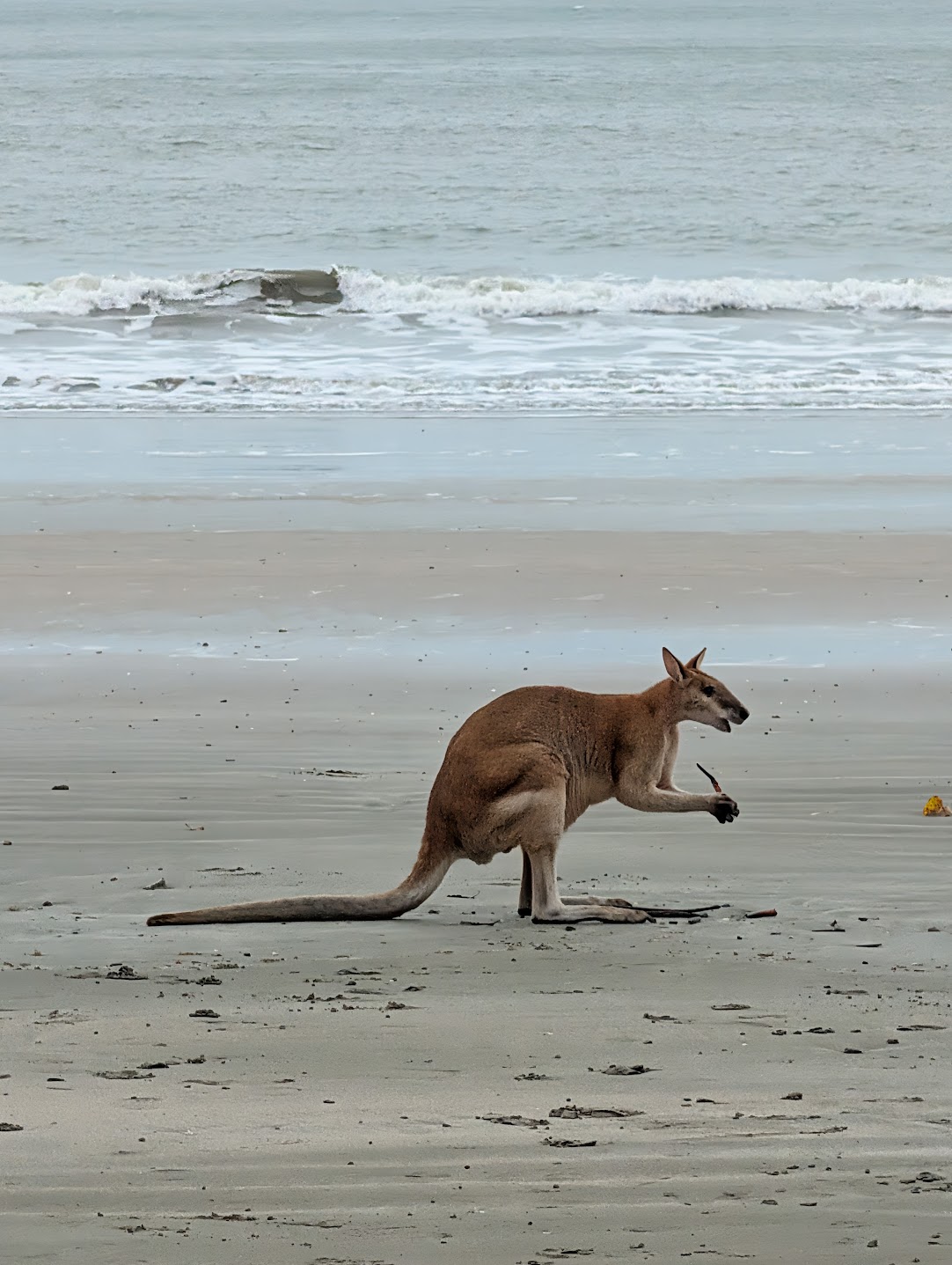 A kangaroo on Cape Hillsborough beach at dawn with the ocean and waves behind it