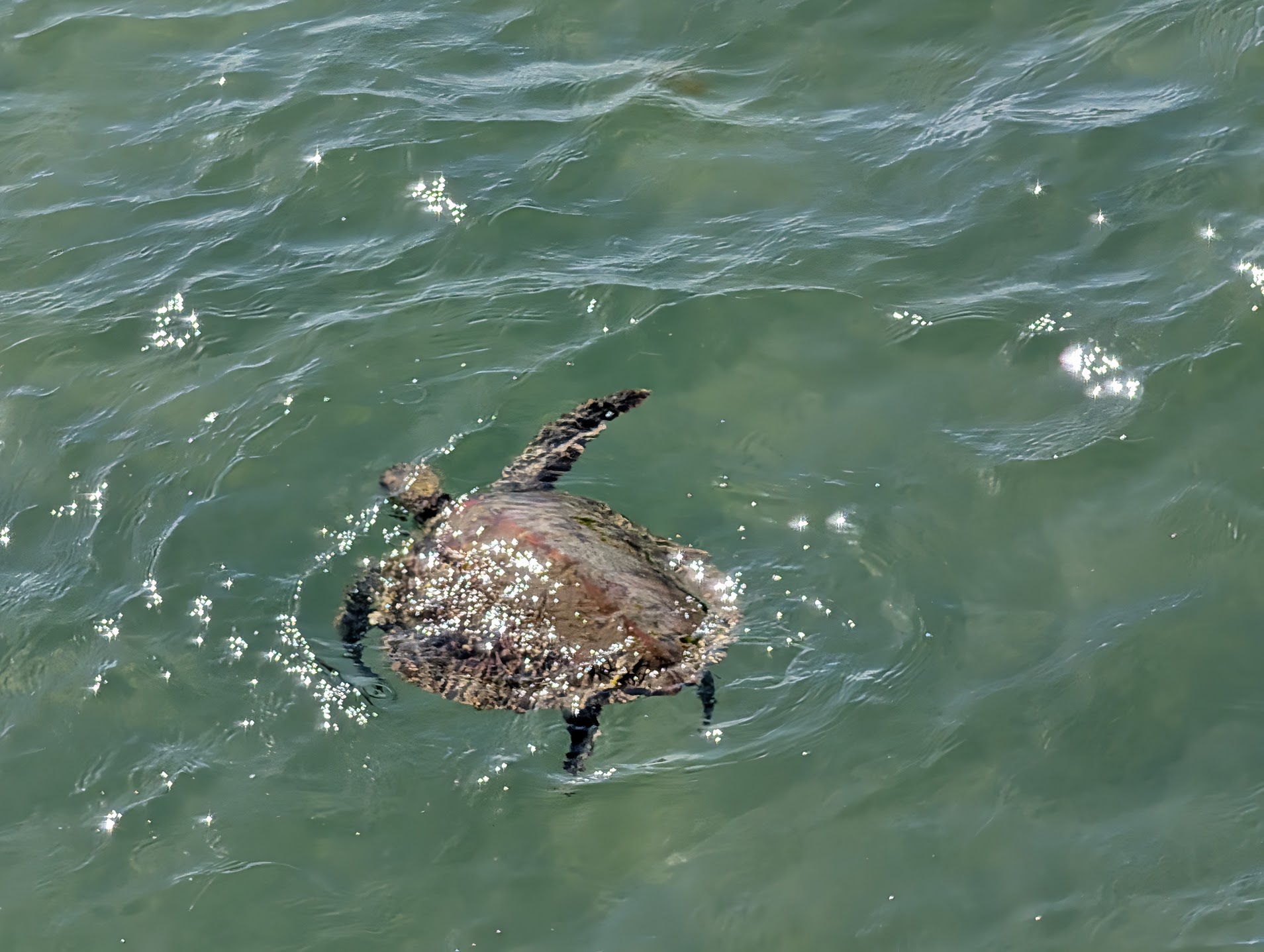 A sea turtle surfacing in the water off the Hervey Bay pier, Queensland