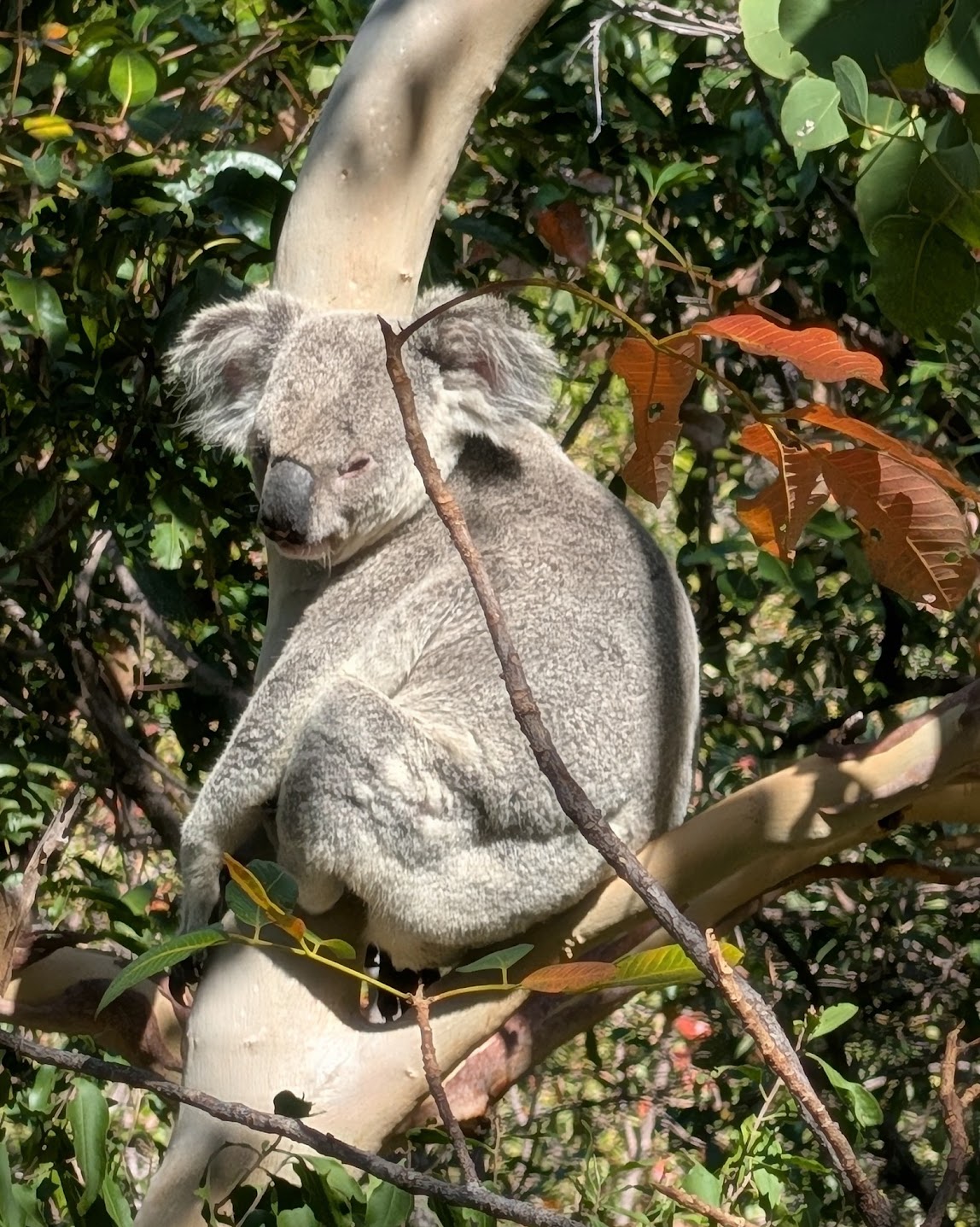 A wild koala resting in a eucalyptus tree along the Forts Walk on Magnetic Island