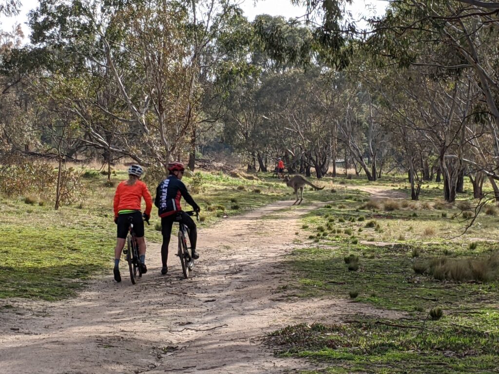 Kangaroos and Cyclists at Woodland Historic Park
