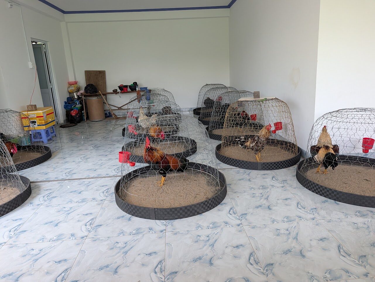 Fighting roosters kept under wire domes at a Mekong Delta home visit