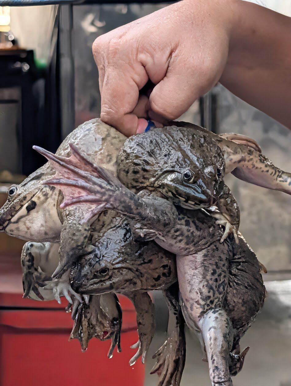 Stallholder holding up a bunch of live frogs at a Mekong Delta wet market